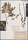 Foto von Salix cinerea L.